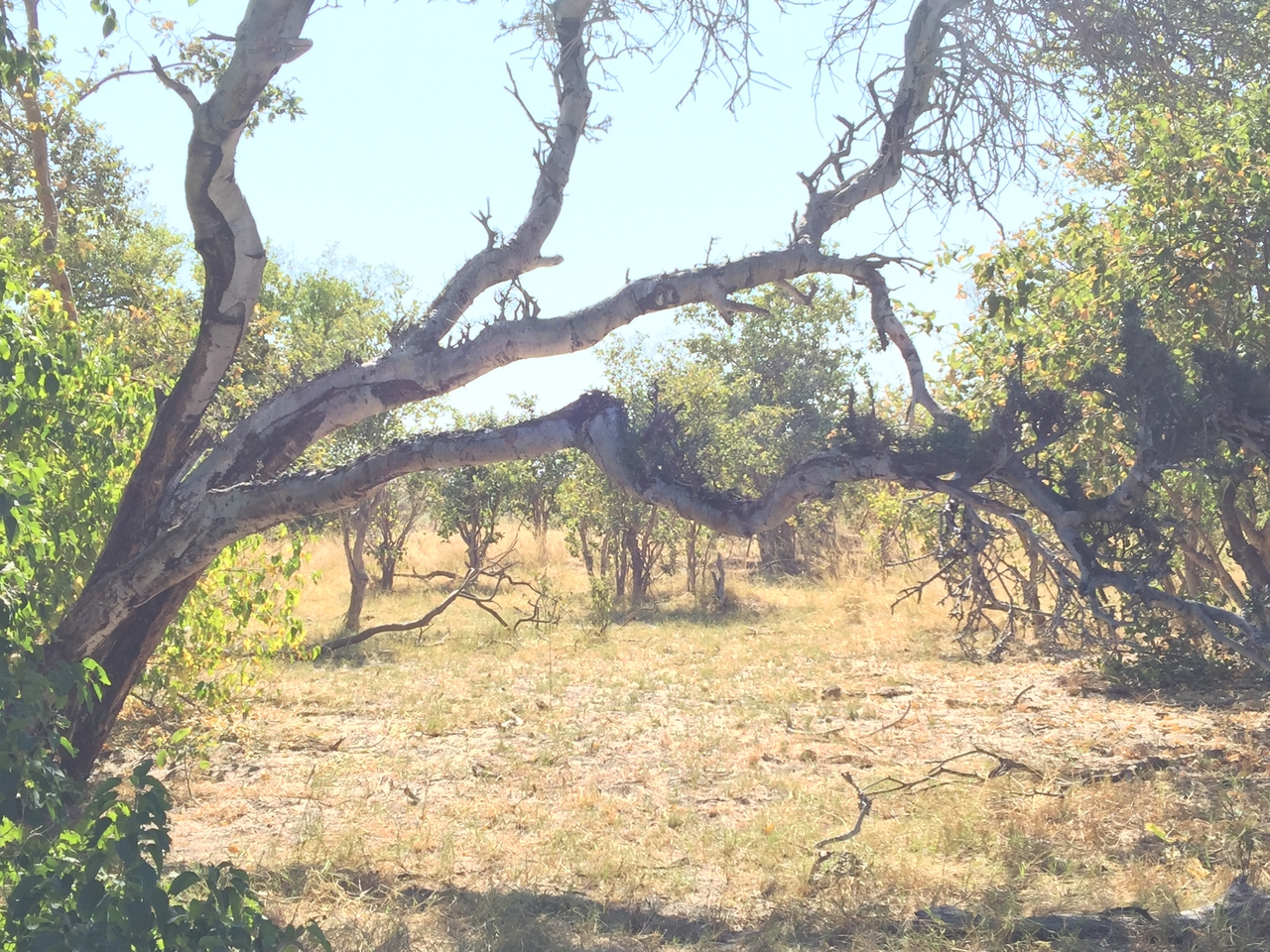 [25200] 2016_06_30_11_14_09_Africa_iPhone_6_Plus_IMG_3945_07039.jpg