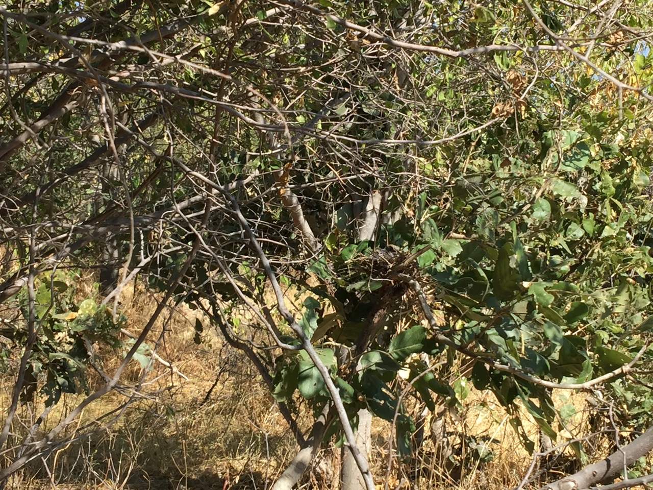 [25302] 2016_06_30_14_02_53_Africa_iPhone_6_Plus_IMG_3976_07054.jpg