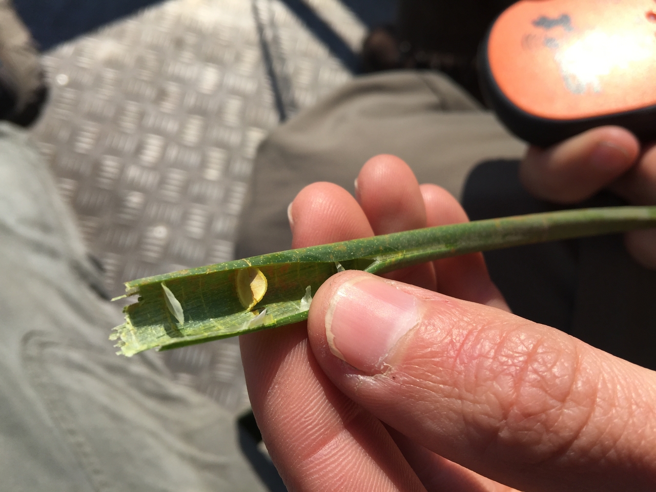 [26977] 2016_07_01_11_08_55_Africa_iPhone_6_Plus_IMG_4049_00017.jpg