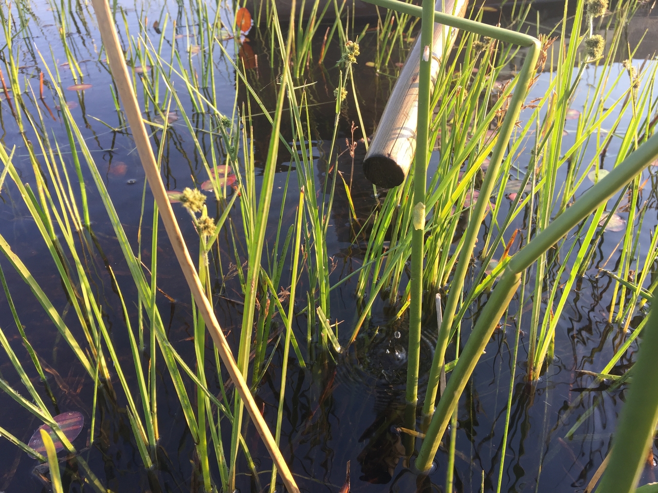 [27290] 2016_07_01_16_38_32_Africa_iPhone_6_Plus_IMG_4141_00076.jpg