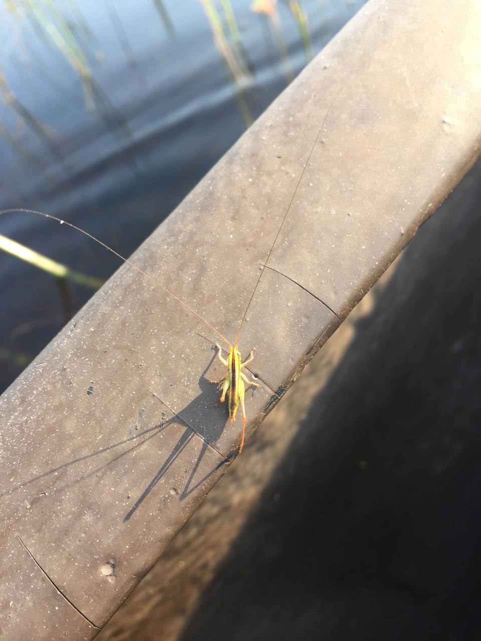 [27325] 2016_07_01_16_40_00_Africa_iPhone_6_Plus_IMG_4143_07150.jpg