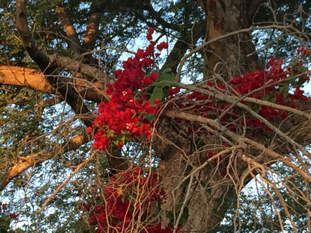 [32724] 2016_07_03_17_24_23_Africa_iPhone_6_Plus_IMG_4951_00300.jpg