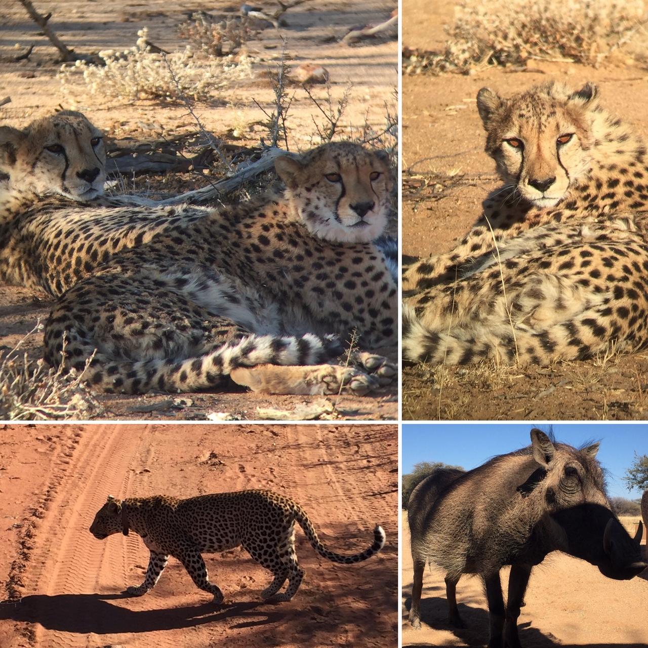 [34569] 2016_08_07_18_17_29-04_00_Africa_Other_Cameras_IMG__02923.jpg