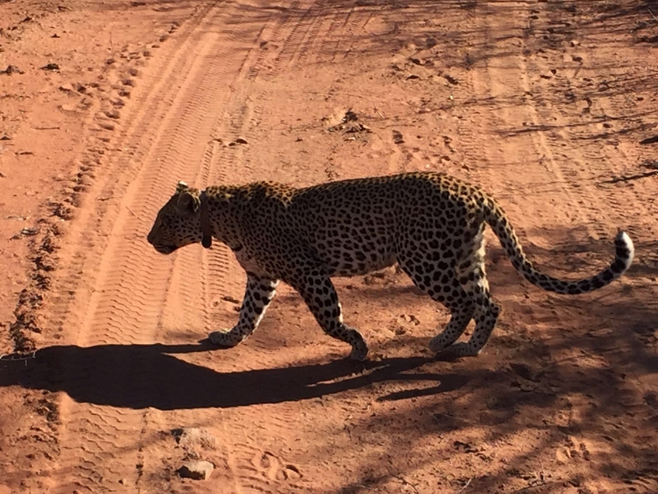 [34673] 2016_08_07_18_59_58-04_00_Africa_Other_Cameras_IMG__06685.jpg