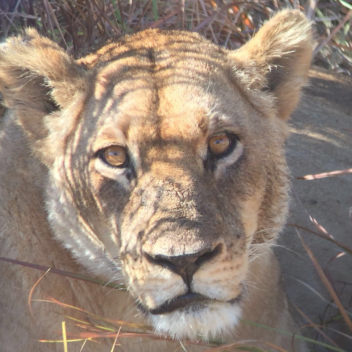 [34723] 2016_08_07_19_14_21-04_00_Africa_Other_Cameras_IMG_5015_00844.jpg