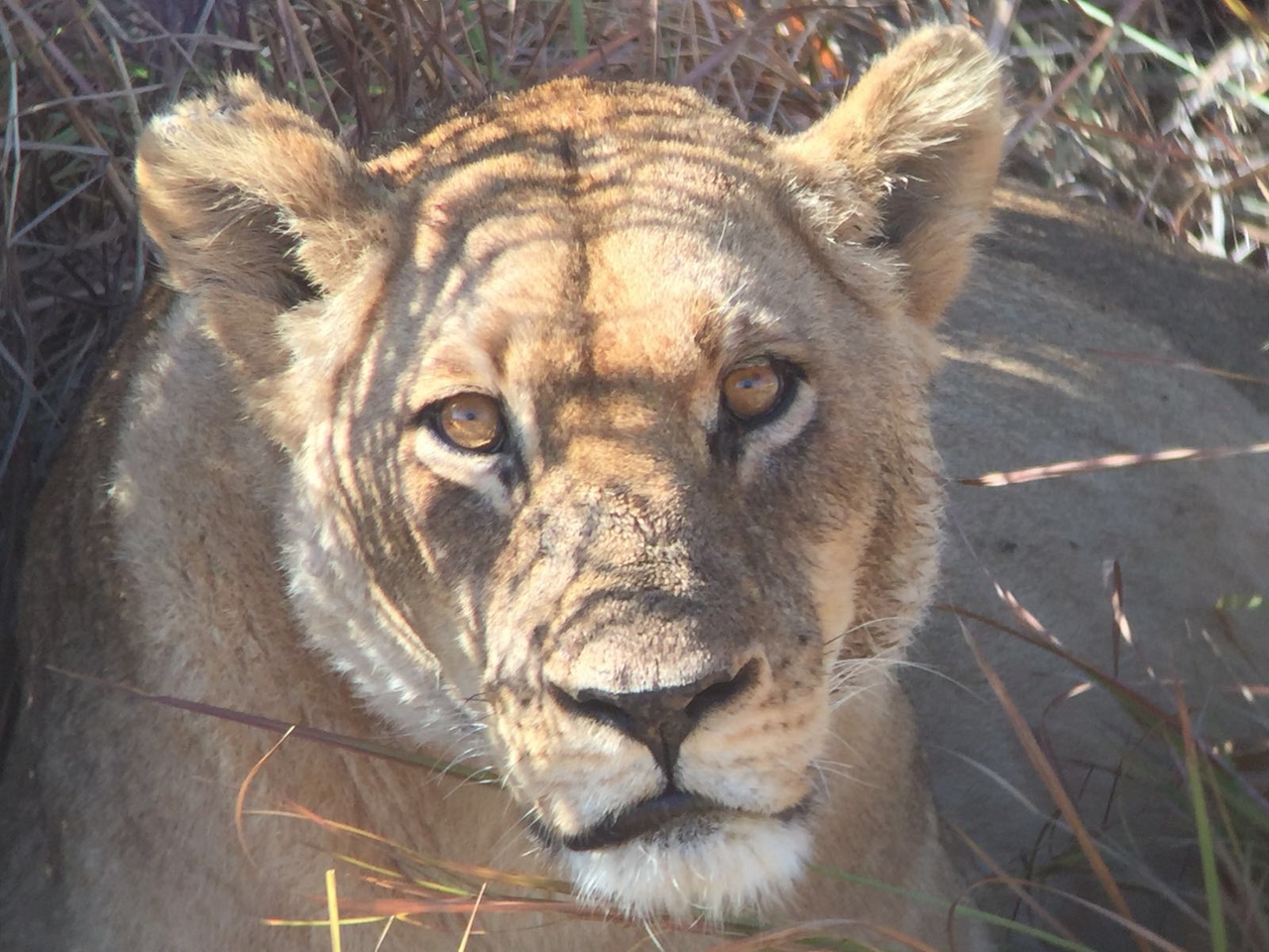 [34735] 2016_08_07_19_17_58-04_00_Africa_Other_Cameras_IMG_4957_00794.jpg