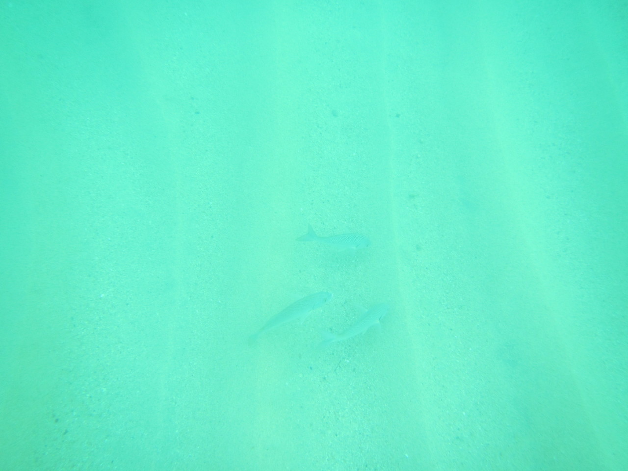 The Wedding of Kate and Ken | Puerto Vallarta, Mexico | Fri, 30 Dec 2016 | 1:23:04 PM The Wedding of Kate and Ken | Puerto Vallarta, Mexico | Fri, 30 Dec 2016 | 1:23:04 PM