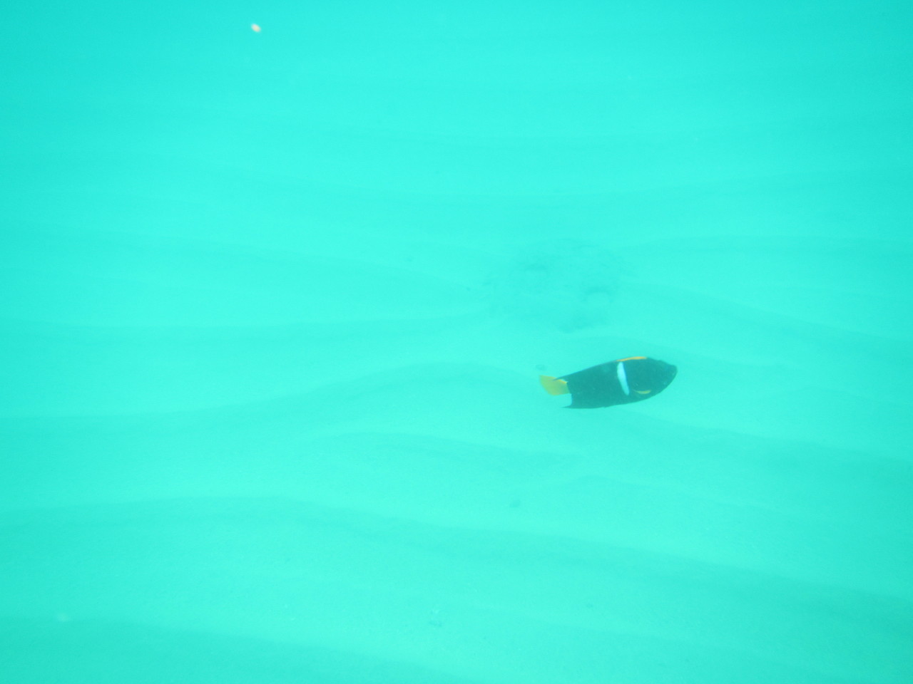 The Wedding of Kate and Ken | Puerto Vallarta, Mexico | Fri, 30 Dec 2016 | 1:40:59 PM The Wedding of Kate and Ken | Puerto Vallarta, Mexico | Fri, 30 Dec 2016 | 1:40:59 PM