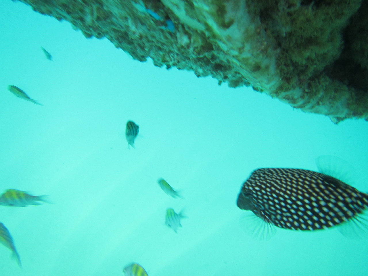 The Wedding of Kate and Ken | Puerto Vallarta, Mexico | Fri, 30 Dec 2016 | 1:41:58 PM The Wedding of Kate and Ken | Puerto Vallarta, Mexico | Fri, 30 Dec 2016 | 1:41:58 PM