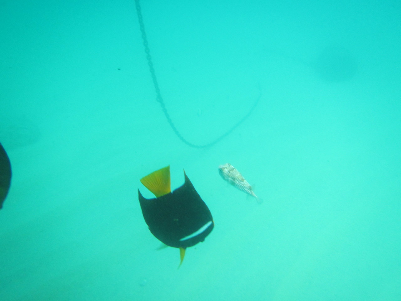 The Wedding of Kate and Ken | Puerto Vallarta, Mexico | Fri, 30 Dec 2016 | 1:42:25 PM The Wedding of Kate and Ken | Puerto Vallarta, Mexico | Fri, 30 Dec 2016 | 1:42:25 PM