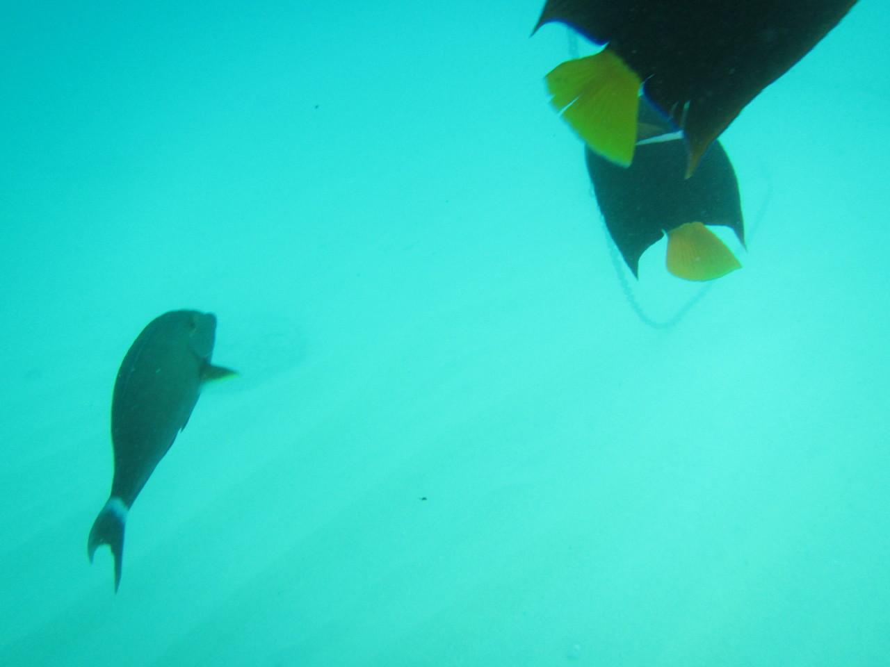 The Wedding of Kate and Ken | Puerto Vallarta, Mexico | Fri, 30 Dec 2016 | 1:42:35 PM The Wedding of Kate and Ken | Puerto Vallarta, Mexico | Fri, 30 Dec 2016 | 1:42:35 PM