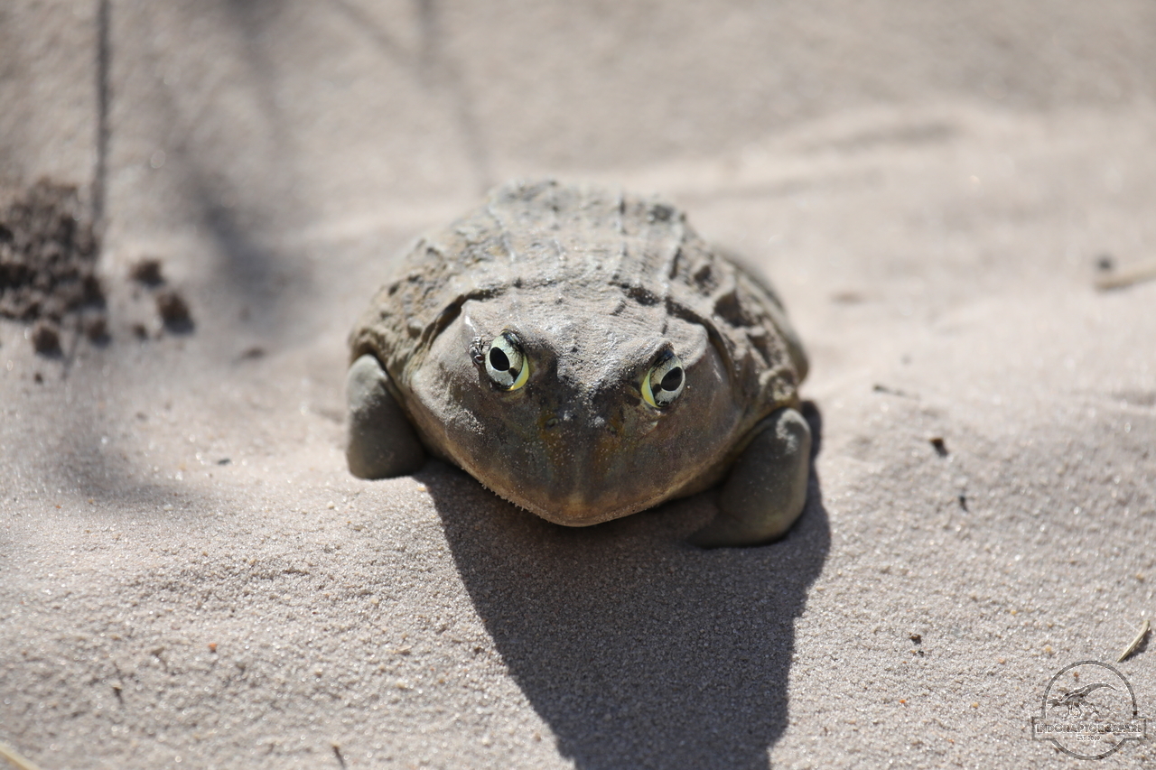 [12] 2019_06_20_17_46_37_Africa_Canon_EOS_5D_Mark_IV_IMG_0002358_00002.jpg