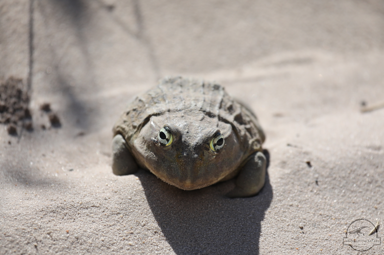 [14] 2019_06_20_17_46_40_Africa_Canon_EOS_5D_Mark_IV_IMG_0002363_00003.jpg