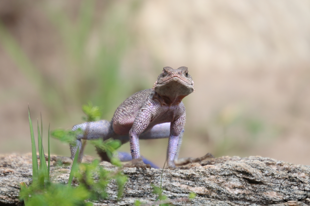 [28] 2019_07_02_13_07_23_Africa_Canon_EOS_77D_IMG_3200_00008.jpg