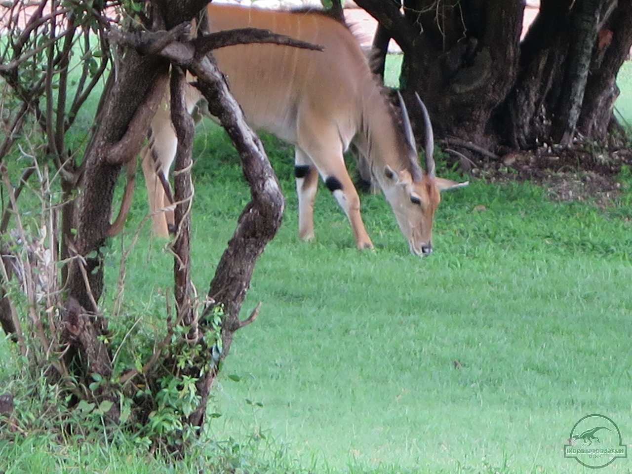 [54] 2019_06_29_09_51_31_Africa_Canon_PowerShot_G16_IMG_0201_00007.jpg