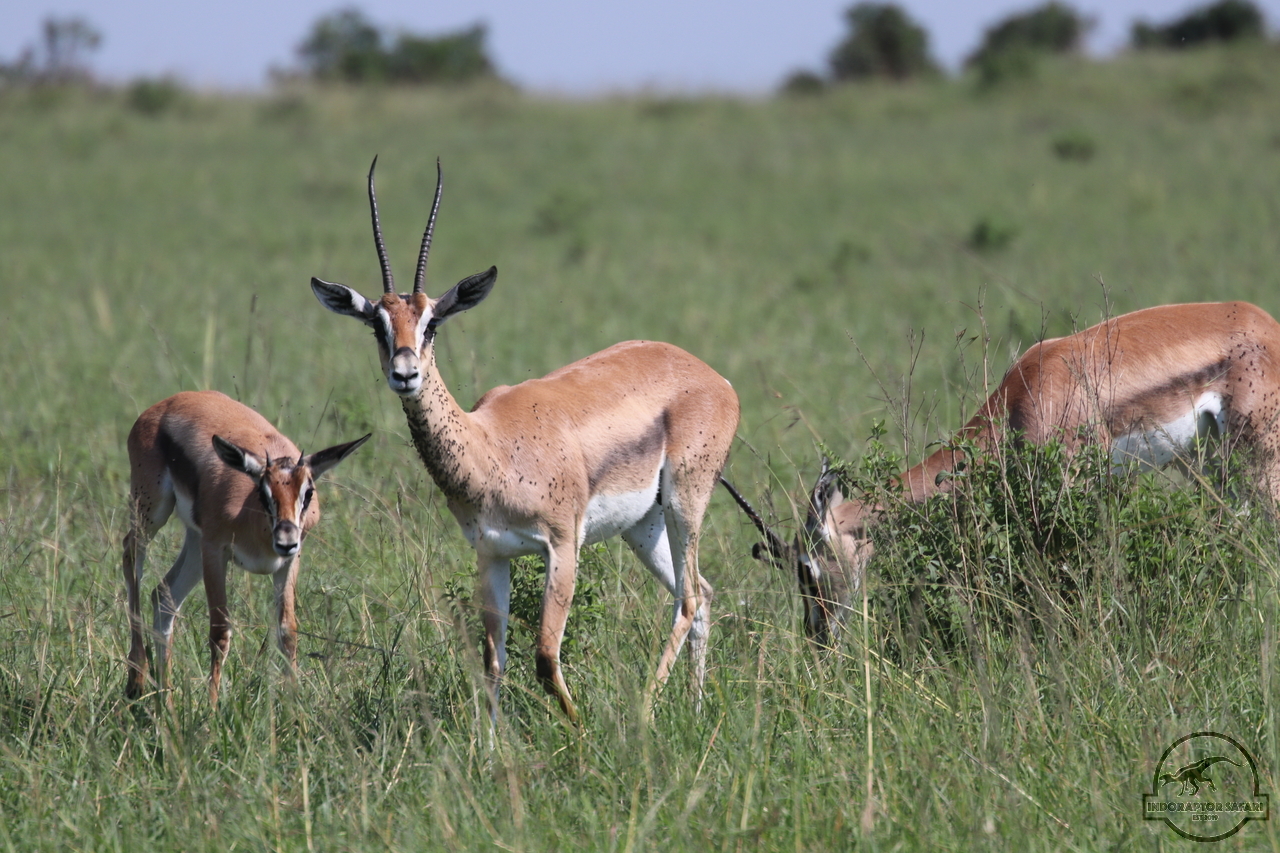 [56] 2019_06_29_09_38_50_Africa_Canon_EOS_77D_IMG_1730_00001.jpg
