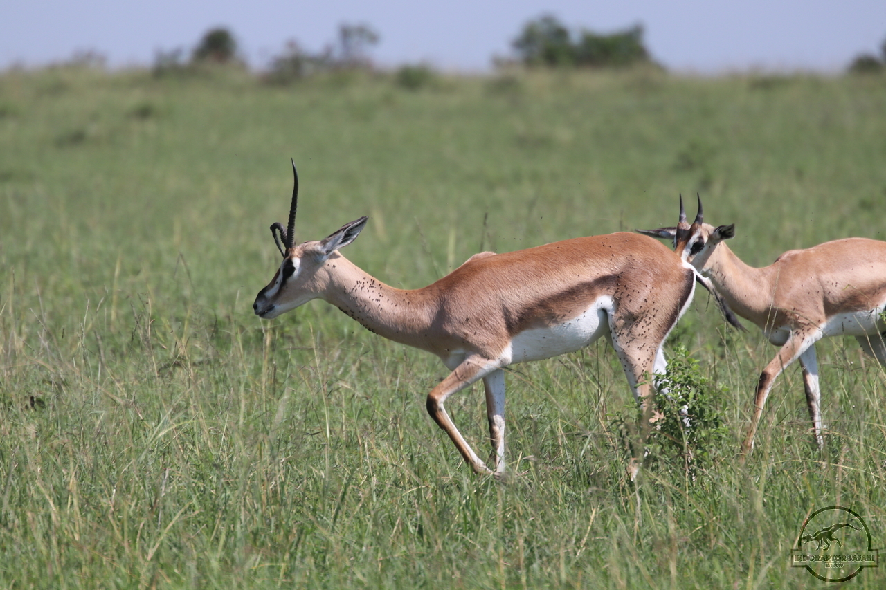 [64] 2019_06_29_09_38_56_Africa_Canon_EOS_77D_IMG_1732_00031.jpg