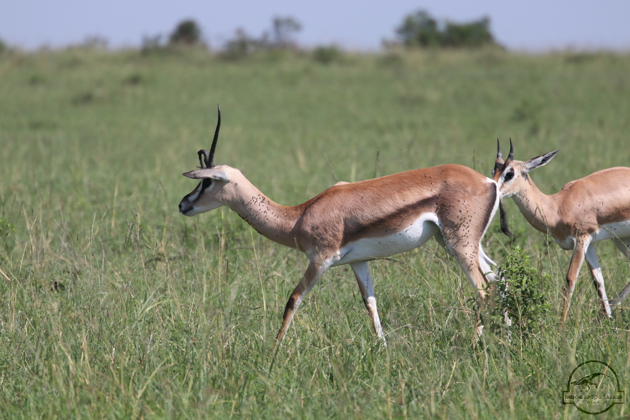 [66] 2019_06_29_09_38_56_Africa_Canon_EOS_77D_IMG_1733_00011.jpg