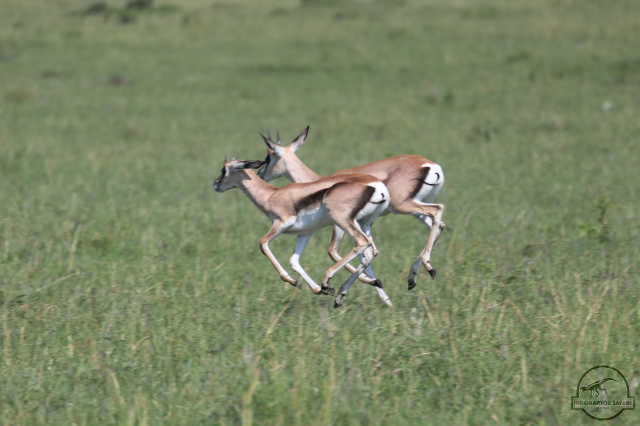 [68] 2019_06_29_09_39_09_Africa_Canon_EOS_77D_IMG_1734_00005.jpg