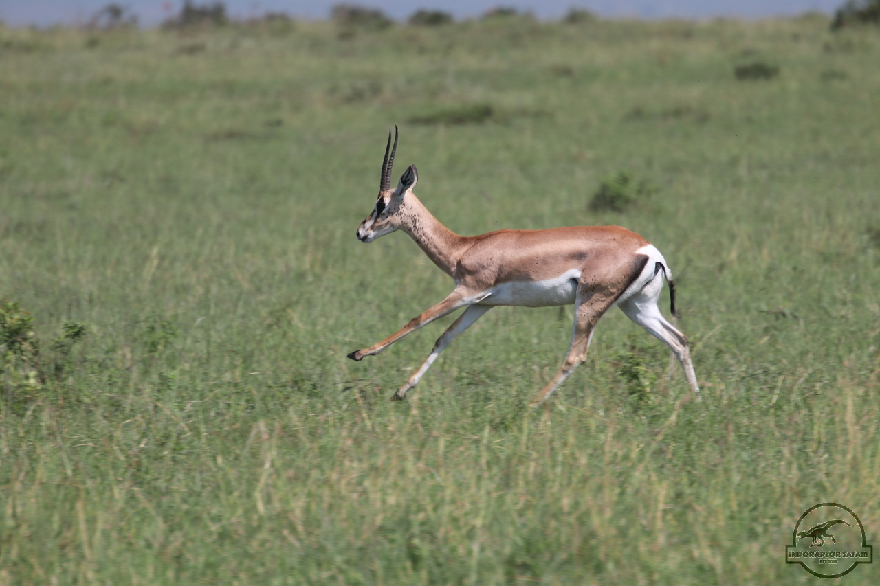 [80] 2019_06_29_09_39_14_Africa_Canon_EOS_77D_IMG_1738_00009.jpg