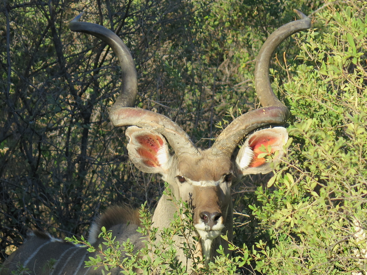 [90] 2019_06_19_11_04_58_Africa_Canon_PowerShot_G16_IMG_0032_00021.jpg
