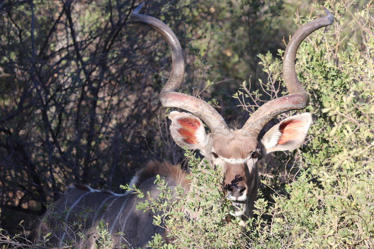 [93] 2019_06_19_16_53_29_Africa_Canon_EOS_77D_IMG_0130_00022.jpg