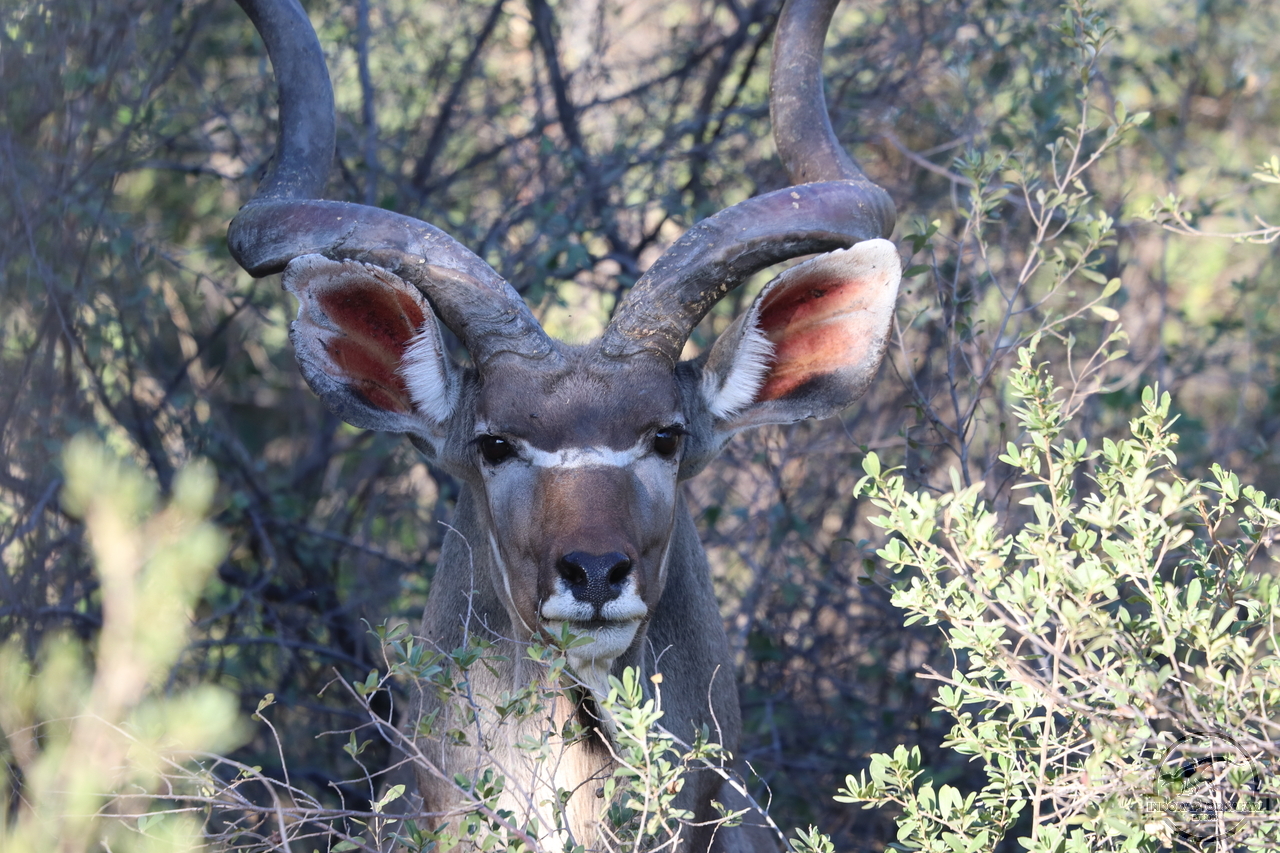 [96] 2019_06_19_16_55_05_Africa_Canon_EOS_77D_IMG_0133_00023.jpg