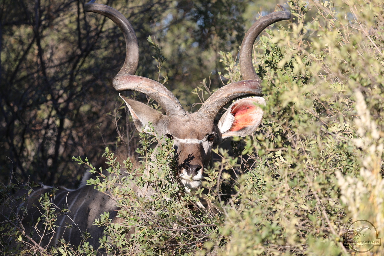 [99] 2019_06_19_21_54_08_Africa_Canon_EOS_5D_Mark_IV_IMG_0000350_00018.jpg