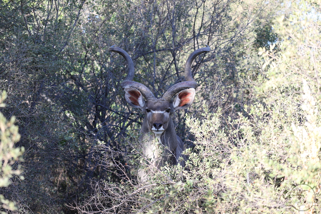 [103] 2019_06_19_21_55_40_Africa_Canon_EOS_5D_Mark_IV_IMG_0000357_00040.jpg