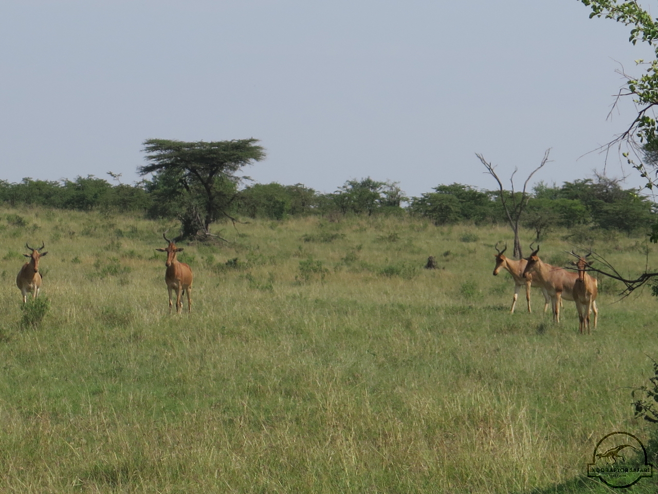 [104] 2019_06_30_03_46_10_Africa_Canon_PowerShot_G16_IMG_0079_00001.jpg
