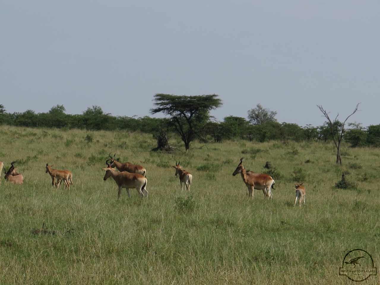 [115] 2019_06_30_03_46_20_Africa_Canon_PowerShot_G16_IMG_0082_00048.jpg