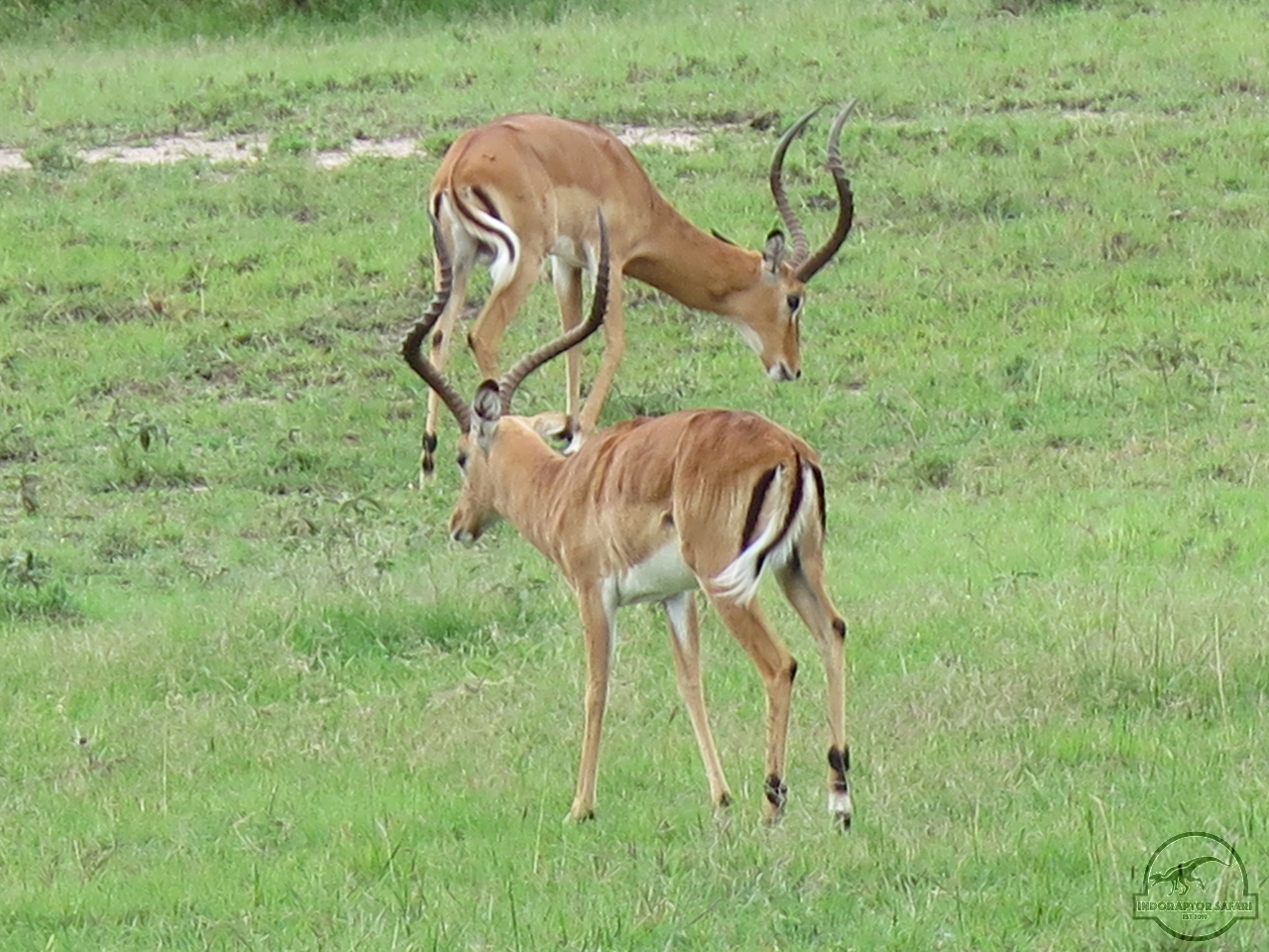 [128] 2019_07_04_02_40_30_Africa_Canon_PowerShot_G16_IMG_0040_00002.jpg