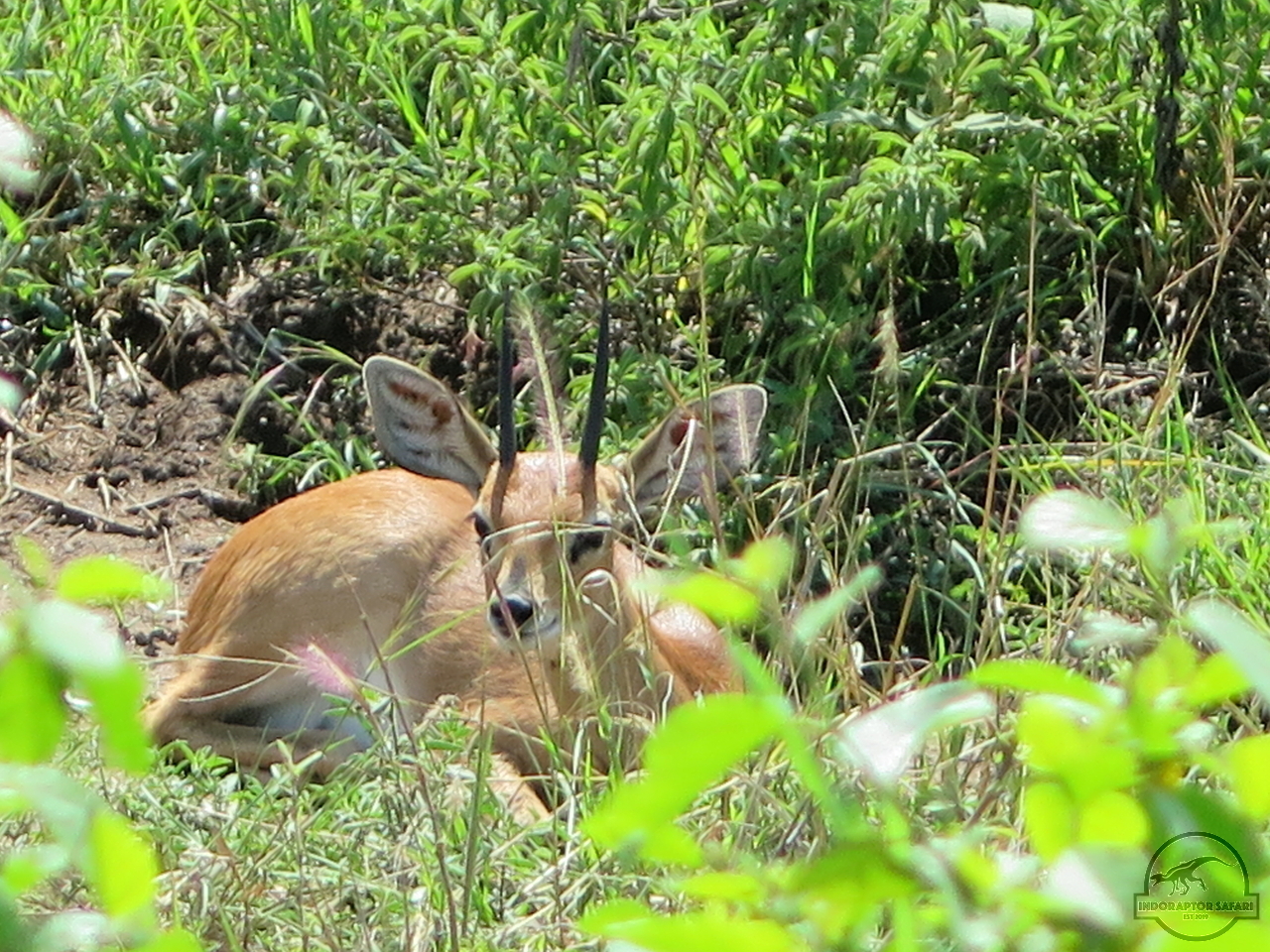 [139] 2019_06_29_04_29_31_Africa_Canon_PowerShot_G16_IMG_0055_00056.jpg
