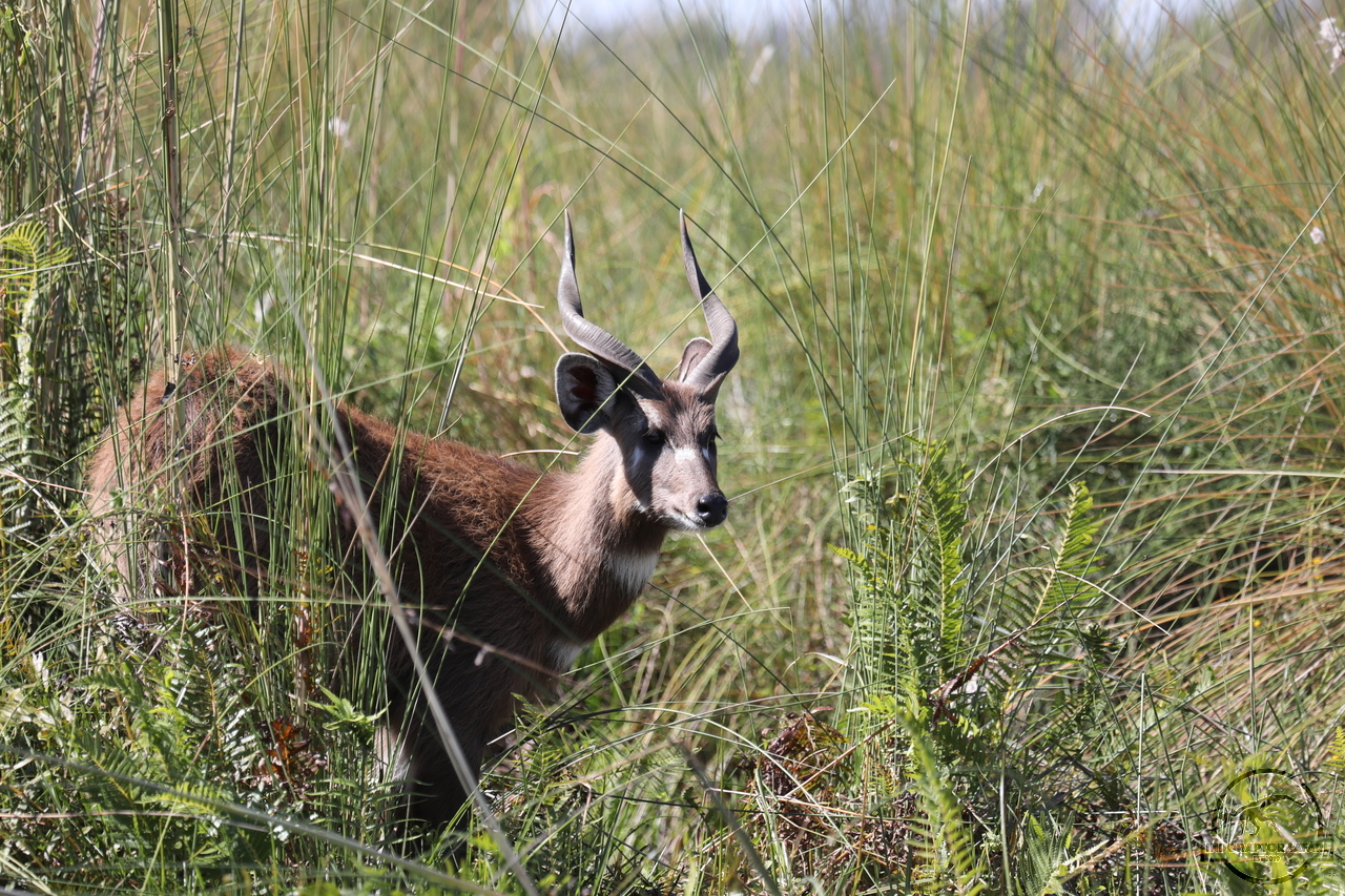 [164] 2019_06_21_18_03_06_Africa_Canon_EOS_5D_Mark_IV_IMG_0004290_00001.jpg
