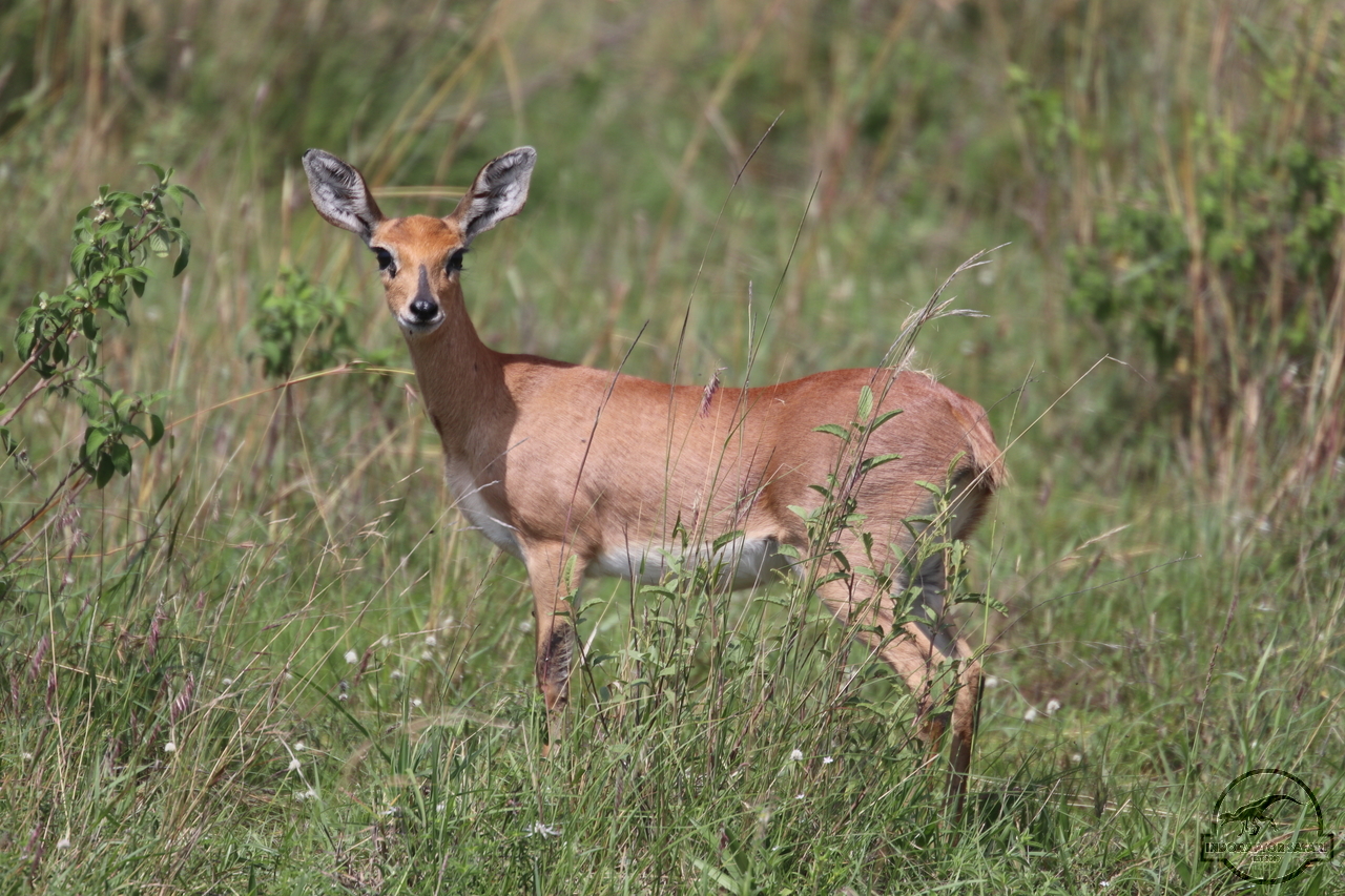 [173] 2019_06_30_10_20_22_Africa_Canon_EOS_77D_IMG_2029_00004.jpg