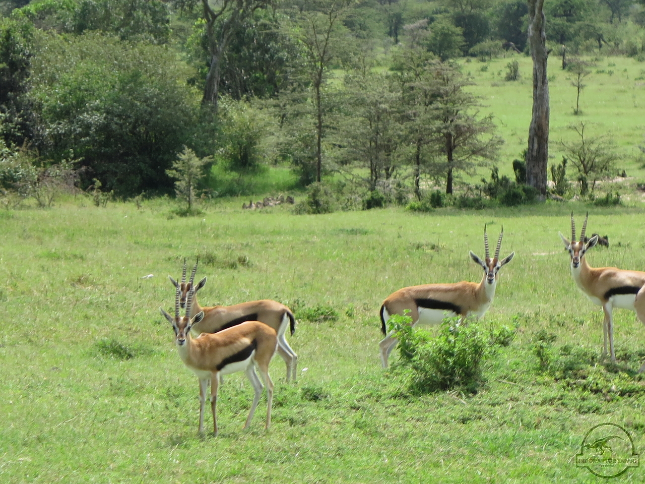 [189] 2019_07_04_04_52_28_Africa_Canon_PowerShot_G16_IMG_0132_00051.jpg