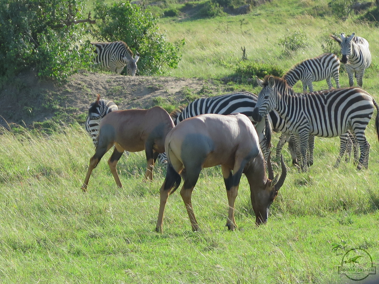 [199] 2019_07_03_01_35_34_Africa_Canon_PowerShot_G16_IMG_0030_00074.jpg
