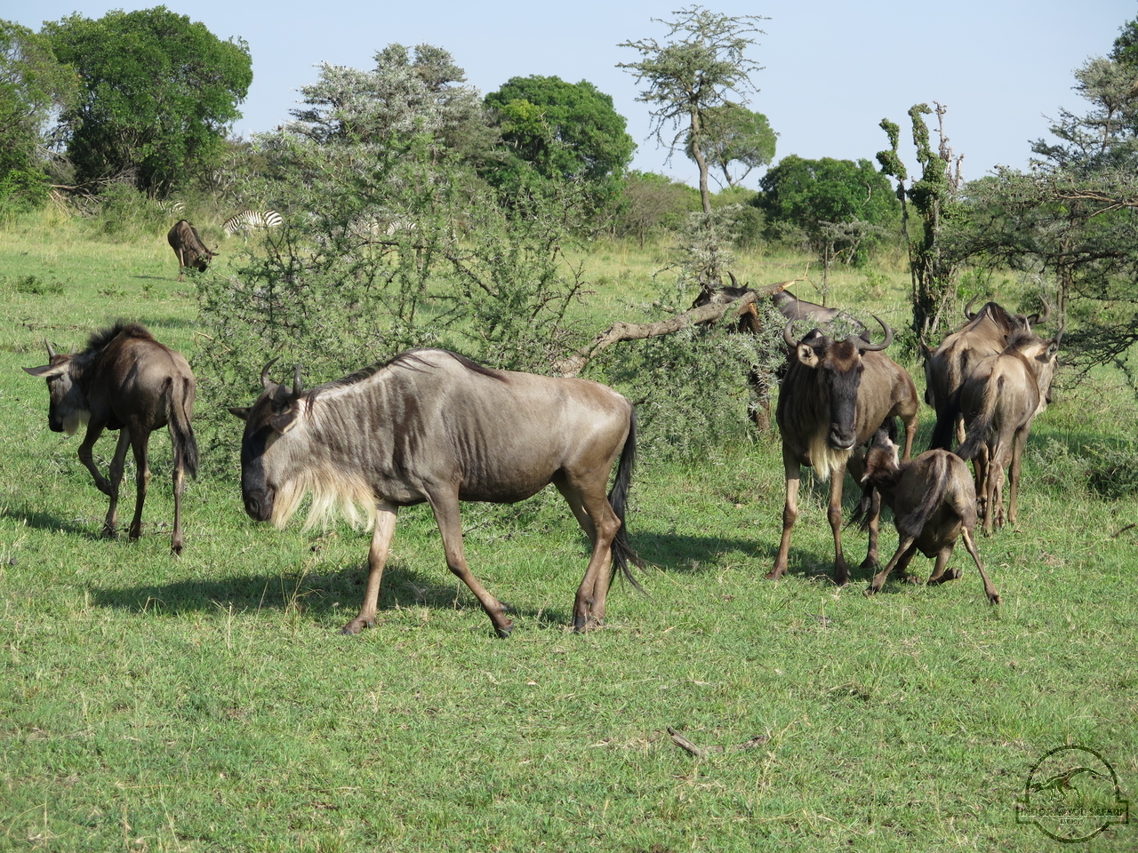 [216] 2019_06_30_02_25_58_Africa_Canon_PowerShot_G16_IMG_0008_00065.jpg
