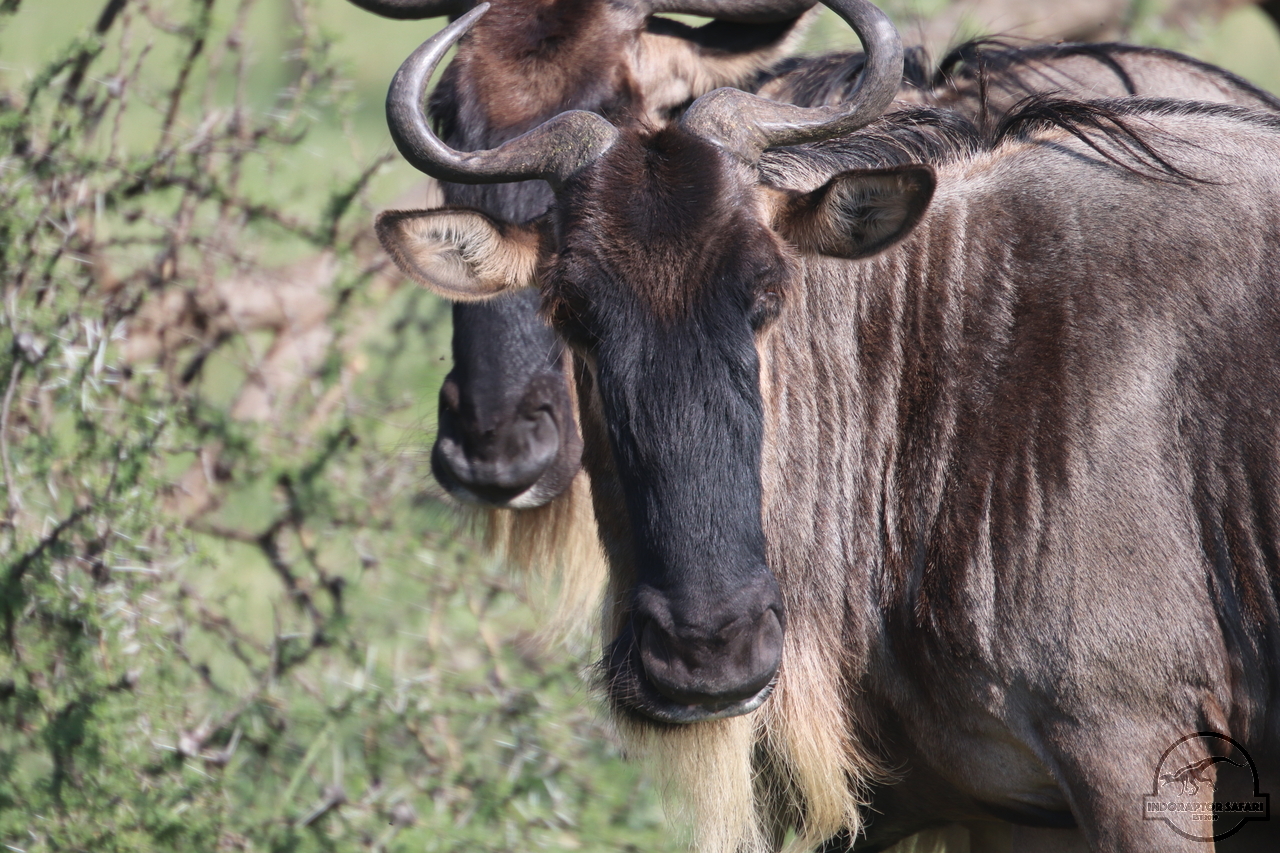 [219] 2019_06_30_08_13_52_Africa_Canon_EOS_77D_IMG_1926_00068.jpg
