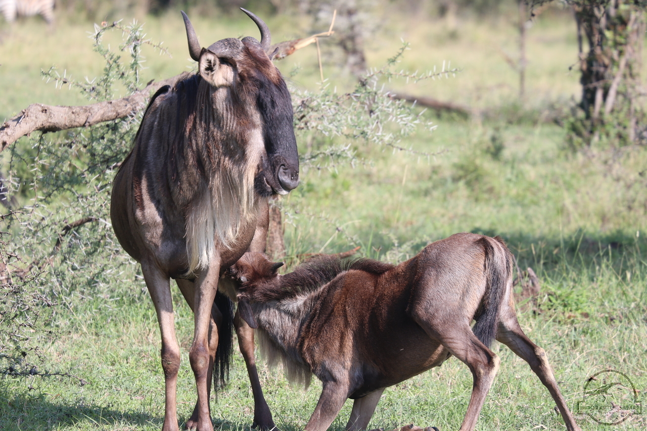 [223] 2019_06_30_08_14_02_Africa_Canon_EOS_77D_IMG_1931_00090.jpg