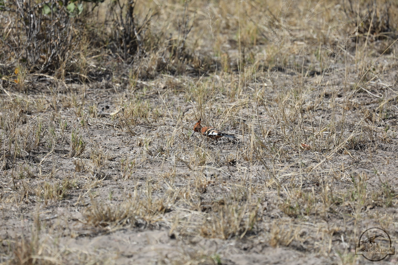 [254] 2019_06_21_15_37_53_Africa_Canon_EOS_5D_Mark_IV_IMG_0003832_00001.jpg