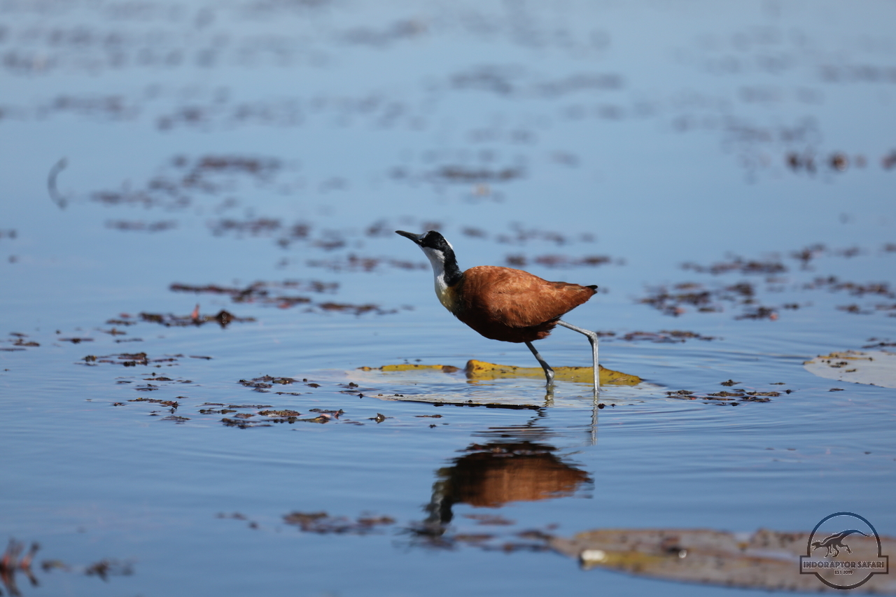 [261] 2019_06_21_17_19_38_Africa_Canon_EOS_5D_Mark_IV_IMG_0004032_00005.jpg