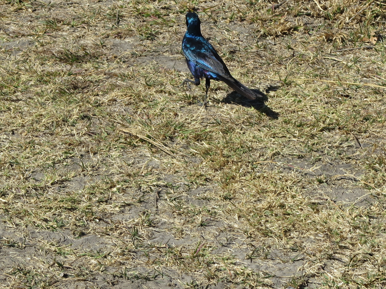 [277] 2019_06_23_04_55_23_Africa_Canon_PowerShot_G16_IMG_0062_00103.jpg