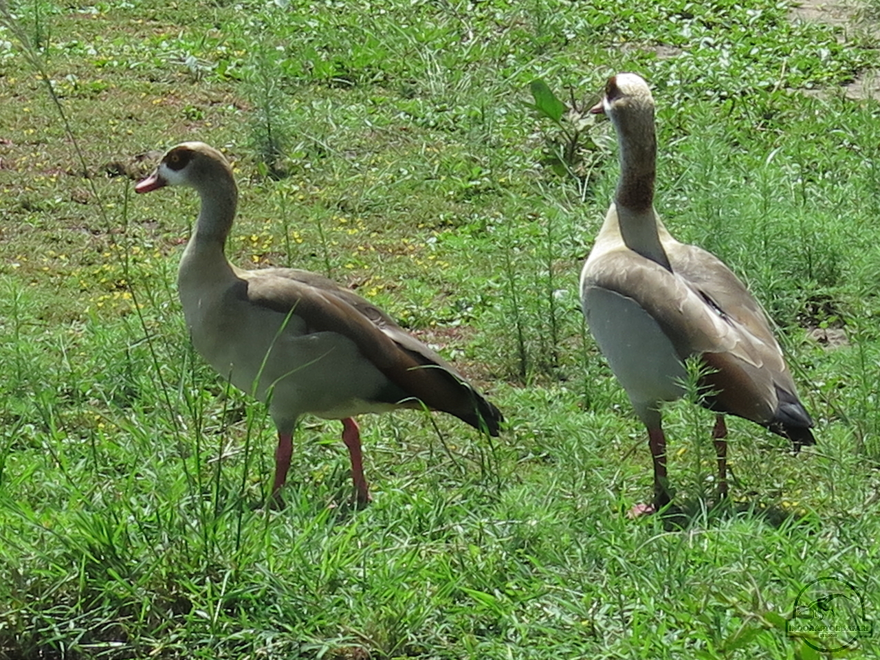 [309] 2019_07_01_05_56_37_Africa_Canon_PowerShot_G16_IMG_0278_00022.jpg