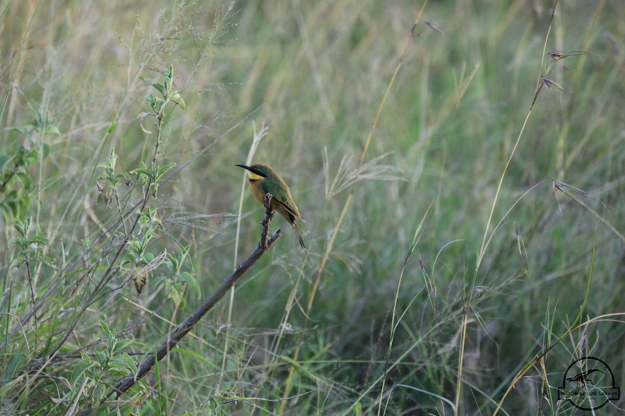 [350] 2019_07_03_22_08_23_Africa_Canon_EOS_5D_Mark_IV_IMG_0014772_00002.jpg
