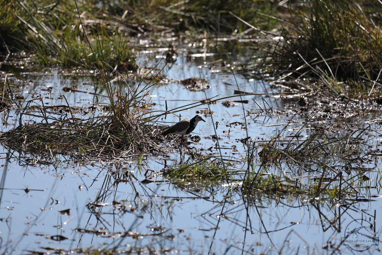 [353] 2019_06_20_15_52_31_Africa_Canon_EOS_5D_Mark_IV_IMG_0001209_00001.jpg