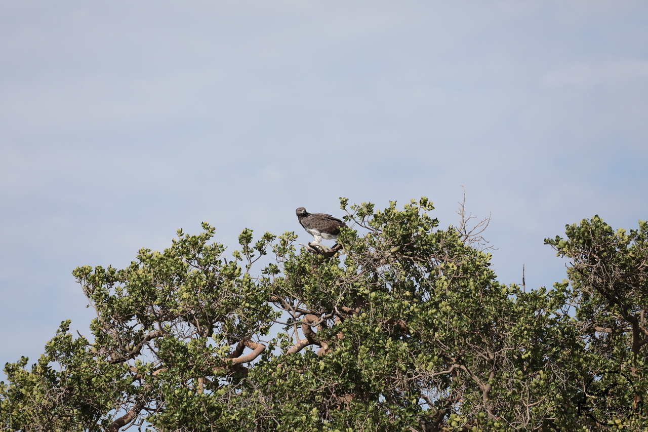 [362] 2019_07_02_13_11_13_Africa_Canon_EOS_5D_Mark_IV_IMG_0011710_00001.jpg