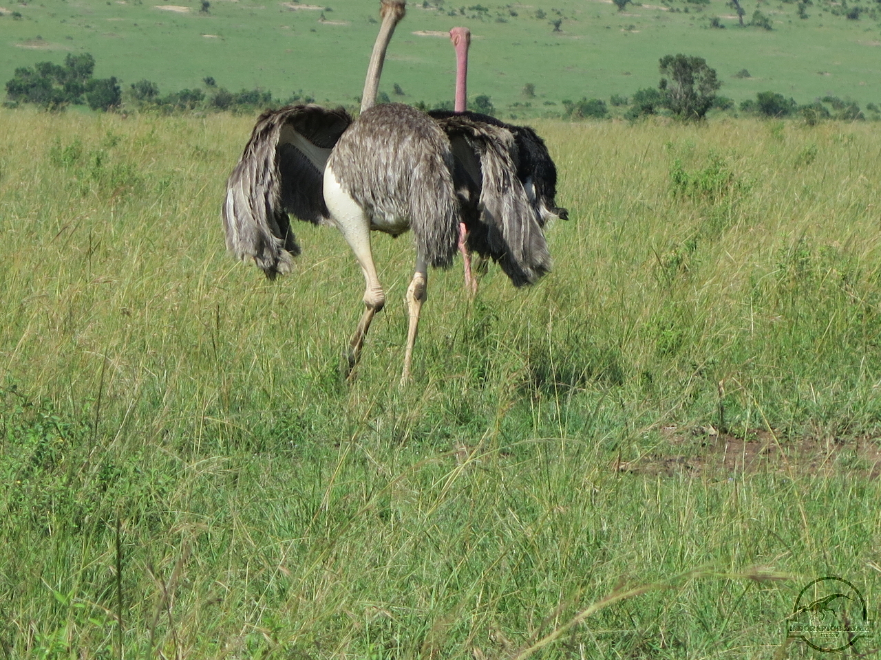 [366] 2019_06_29_03_47_20_Africa_Canon_PowerShot_G16_IMG_0029_00041.jpg