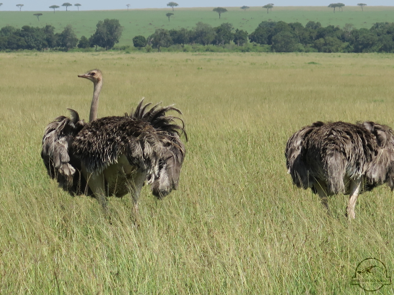 [370] 2019_07_01_04_29_30_Africa_Canon_PowerShot_G16_IMG_0218_00134.jpg