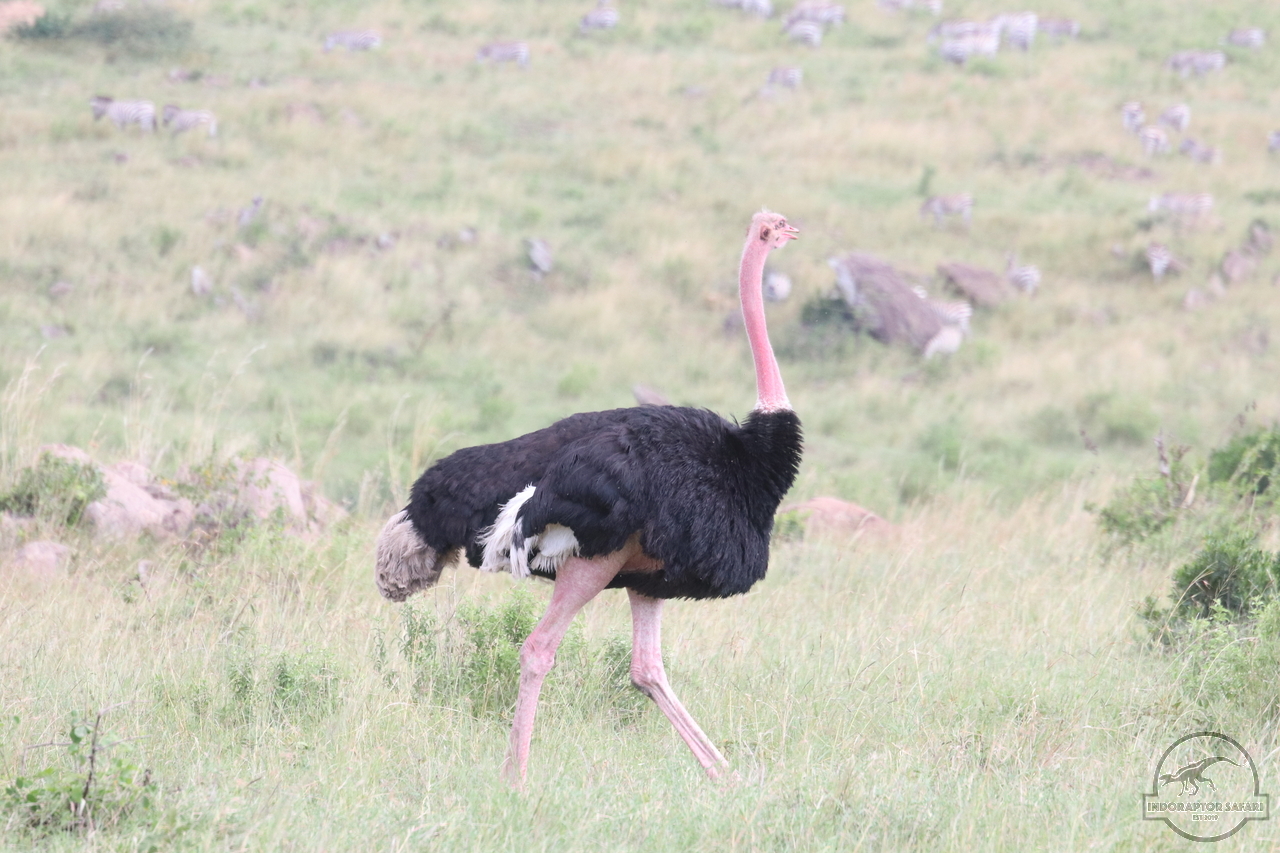 [377] 2019_07_01_15_21_51_Africa_Canon_EOS_77D_IMG_2870_00005.jpg